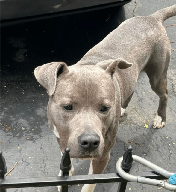 Knox - Dog